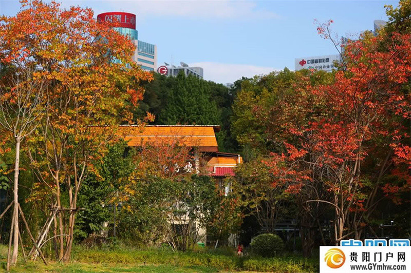 南明區河濱公園秋色美如油畫